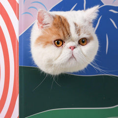 Pidan Cat Kitten Scratcher house CAT HUT Corrugated Cardboard Scratching Board Fuji